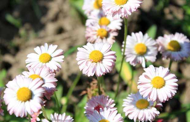 Pink Daisy Project