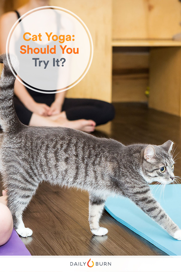 Cat Yoga? 4 New Types of Yoga You’ve Got to Try